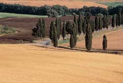 Academic Year in Italy to discover this beautiful country